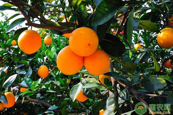 今日<a href='https://www.cnhnb.com/p/chengzi/' class='j-href' target='_blank'><span style='color:#FF8001'>橙子多少钱</span></a>一斤？2019年最新橙子产区价格行情